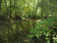 Sur le poème : <br /> "La Mare Enchanteresse" de Polymnie2