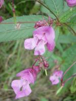 Sur le poème : <br /> "Fatras d'automne" de Oxalys