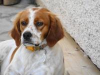 Sur le poème : <br /> "Une vie de chien" de Kallistea