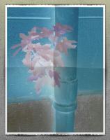 Sur le poème : <br /> "Hermaphrodite" de Dynamot