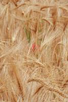 Sur le poème : <br /> "La musique des blés" de Myosotis