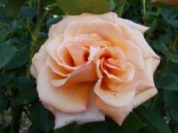 Sur le poème : <br /> "Complainte de la dame à la rose" de Oxalys