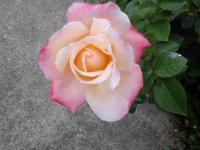 Sur le poème : <br /> "Mes couleurs" de Miteix