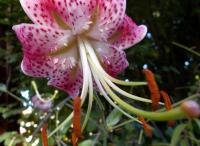 Sur le poème : <br /> "Je vous le dis avec délice...." de Tonindulot