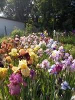 Sur le poème : <br /> "L'étole d'Iris" de Oxalys