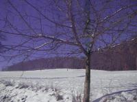 Sur le poème : <br /> "Froid" de Ottomar