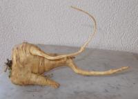 Sur le poème : <br /> "Pas de panique, c’est un panais !" de Oxalys