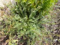 Sur le poème : <br /> "Hymne à la pimprenelle" de Oxalys