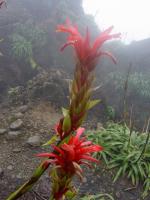 Sur le poème : <br /> "Souvenirs de La Soufrière - un vendredi 2 février" de Oxalys