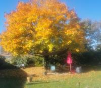 Sur le poème : <br /> "Mon bel érable" de Nesel