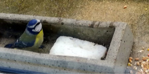 Sur le poème : <br /> "Mésange mon ange" de Arielle